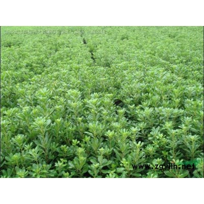 鳶尾低價(jià)直銷 鳶尾價(jià)格 鳶尾圖片 地被植物 量大價(jià)低