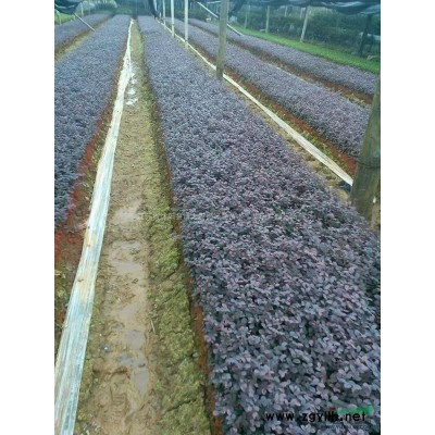 北海道黃楊小苗批發(fā)供應(yīng) 北海道黃楊床苗 各種綠化小苗量大價(jià)低