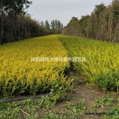 爬行衛(wèi)矛批發(fā)直銷 30-60公分爬行衛(wèi)矛苗價格 量大價低