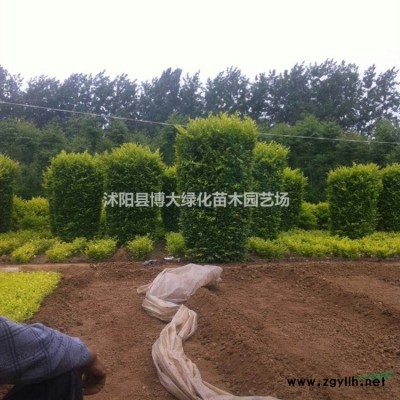 紫葉李價格 紫葉李樹產地 紫葉李樹圖片 綠化風景樹苗木
