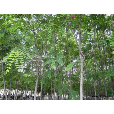 供應五葉地錦50-100公分，爬山虎，常春藤，常青藤，凌霄