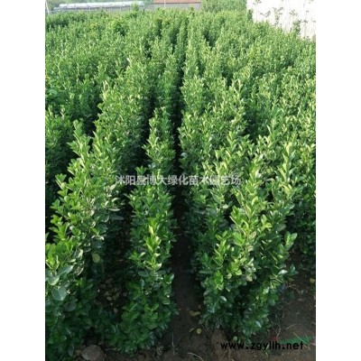 樹狀月季價格 樹狀月季產地 樹狀月季圖片 綠化工程苗木