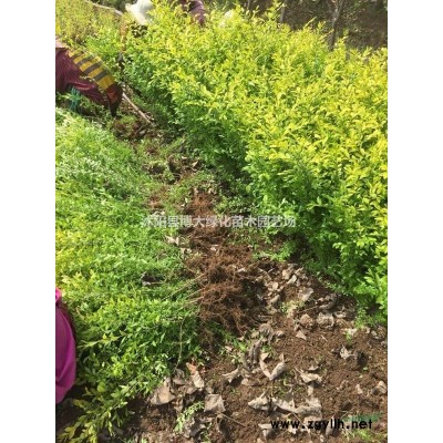 供應(yīng)金娃娃萱草 金娃娃萱草價(jià)格 地被植物 量大價(jià)低 基地直銷