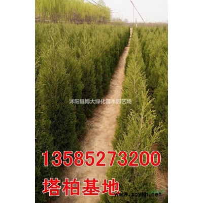 供應(yīng)紅花繼木 杯苗 地苗 紅花繼木苗價(jià)格 量大價(jià)低 規(guī)格*