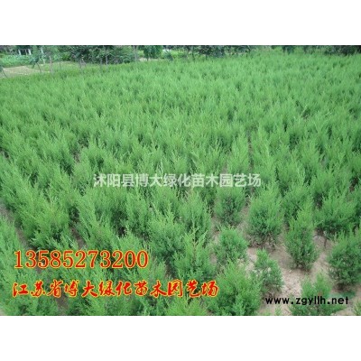 蜀檜價格 60公分蜀檜苗行情報價 塔柏價格 量大價低 直銷