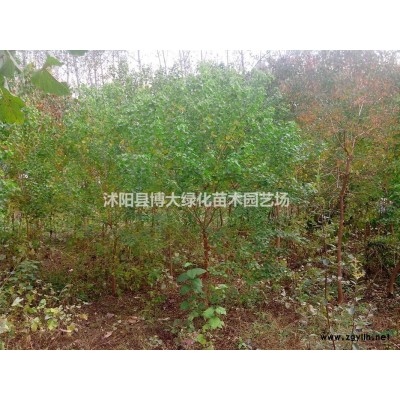 黃楊小苗批發(fā)供應(yīng) 瓜子黃楊床苗 小葉黃楊床苗 根系發(fā)達(dá) 價(jià)低