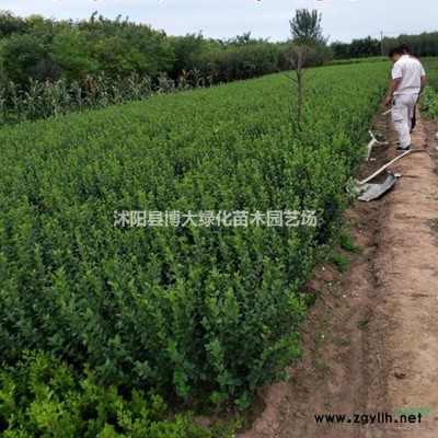大葉女貞基地 5公分大葉女貞價格 高桿女貞批發(fā)供應 保質保量
