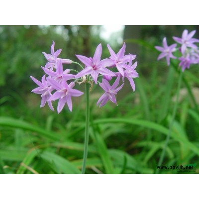 萍逢草*新價(jià)格/萍逢草報(bào)價(jià)