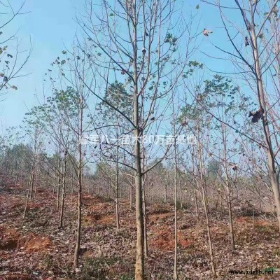 江蘇[產品]/江蘇檜柏 檜柏基地 江蘇檜柏價格/報價
