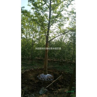 烏桕基地 烏桕樹價格 叢生烏桕 烏桕小苗 規(guī)格* 保質保量