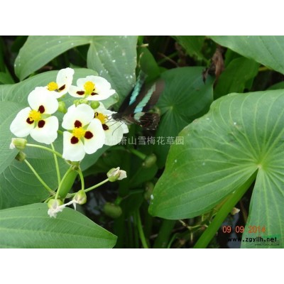 蘆葦供應(yīng)/蘆葦圖片