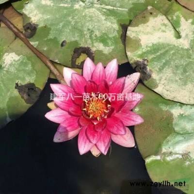 江蘇草坪 草坪價格  江蘇草皮 馬尼拉 百慕大 高羊茅哪里好/哪家便宜
