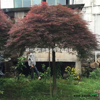 紅梅/浙江紅梅價格/
