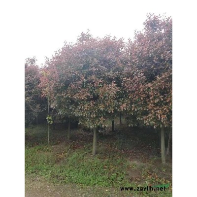 河南紅黃白紫玉蘭，2-50公分供應