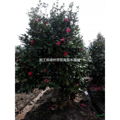 浙江美國(guó)紅楓/美國(guó)紅楓供應(yīng)/浙江美國(guó)紅楓圖片/