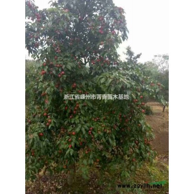 深山含笑價(jià)格/深山含笑報(bào)價(jià)/深山含笑圖片/