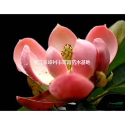 楊梅樹(shù)價(jià)格/浙江楊梅樹(shù)價(jià)格/楊梅樹(shù)報(bào)價(jià)