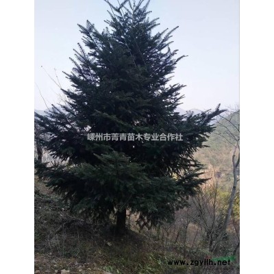東京早櫻/東京早櫻行情/東京早櫻圖片/