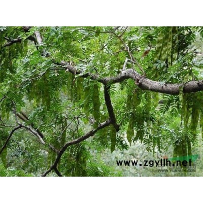 江蘇蜀檜（塔柏）50高*新報價/蜀檜圖片