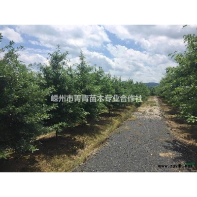 五針?biāo)尚星閳?bào)價(jià)/五針?biāo)蓤D片展示