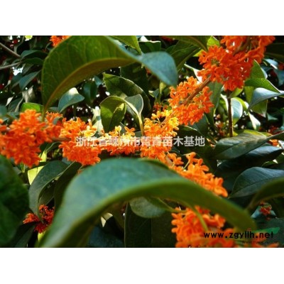 浙江紅楓行情報(bào)價(jià)2/.紅楓圖片展示2