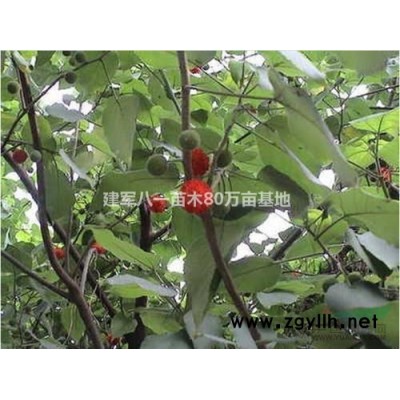 江蘇薔薇苗信息
