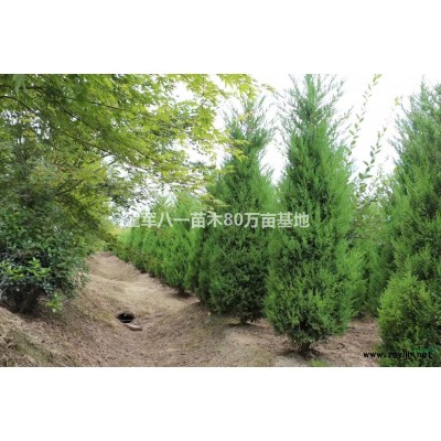 江蘇柳樹垂柳 批發(fā)價格圖片