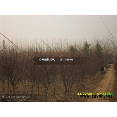金邊麥冬草供應/金邊麥冬草圖片