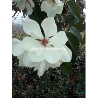 浙江紅玉蘭3/紅玉蘭圖片3/紅玉蘭供應3/