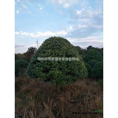 七葉樹圖片價格\七葉樹供應\七葉樹基地