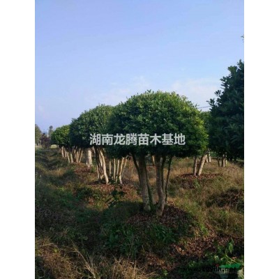 紅楓供應(yīng) 紅楓價(jià)格 四季含笑、杜英、香樟、大葉樟