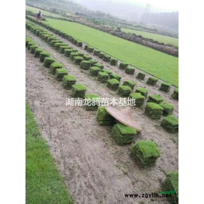 紅楓供應(yīng)報(bào)價(jià) 夏鵑、茶花、四季含笑、杜英、香樟