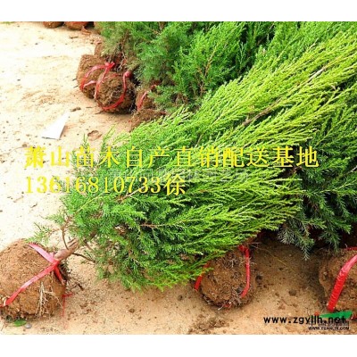 浙江地區紫葉鴨跖草直銷供應報價