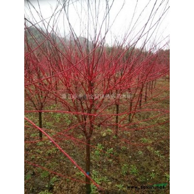10-25公分大規格紅楓