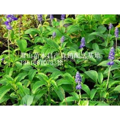 浙江蕭山海桐球供應報價