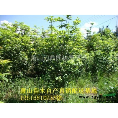 蕭山 常春藤長春藤 自產(chǎn)直銷配送供應(yīng)報(bào)價(jià)