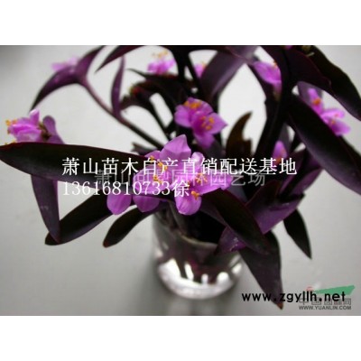 浙江地區水果蘭直銷報價供應