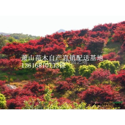 蕭山花木一站式供應(yīng)鏈服務(wù)商：金禾女貞/萱草/銀葉菊/大濱菊