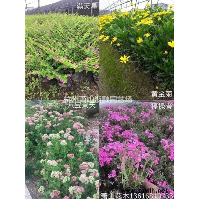 蕭山花木供應(yīng)鏈服務(wù)商：無(wú)刺枸骨球/再力花/傘房決明/熊掌木