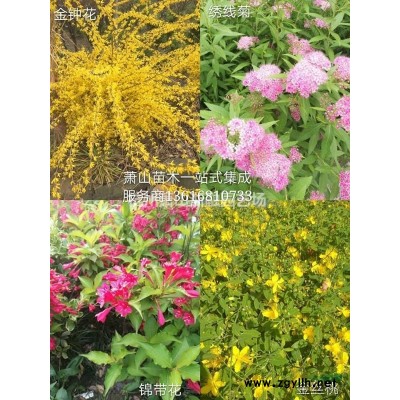 蕭山花灌木集成服務(wù)商：花葉女貞/金邊胡禿子/灑金柏/扶芳藤