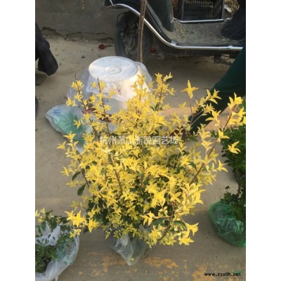蕭山苗木一站式集成供應商：叢生八角金盤/木芙蓉/蜀會/塔柏