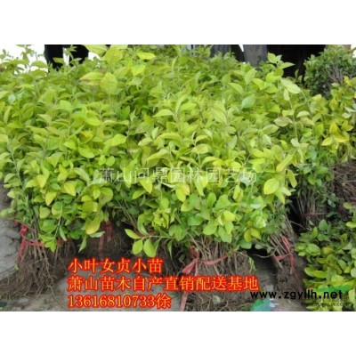 蕭山苗木一站式集成供應商：美女櫻/金葉絡石/八寶景天/三色堇