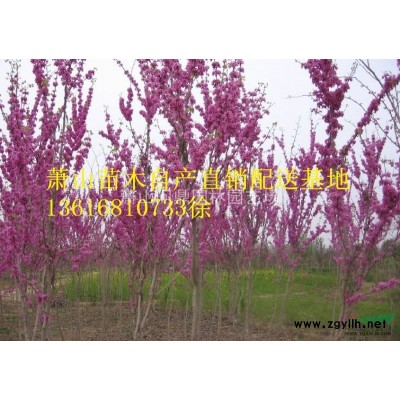 蕭山 小葉扶芳藤 自產(chǎn)直銷供應(yīng)配送報(bào)價(jià)
