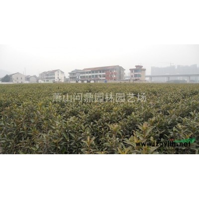 浙江 紫竹 自產(chǎn)直銷供應(yīng)配送報(bào)價(jià)