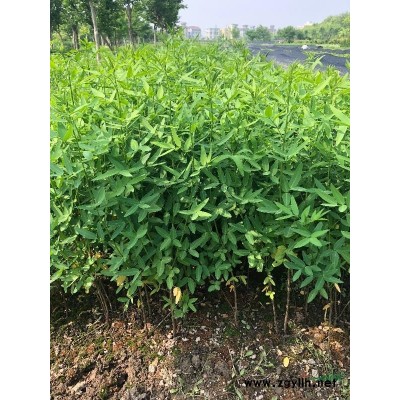 浙江地區(qū)供應(yīng)文化石，品種多