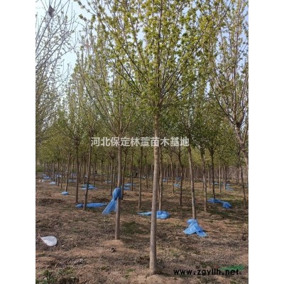 15公分刺槐
