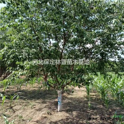 河北刺槐價格便宜，刺槐廠家直銷，基地