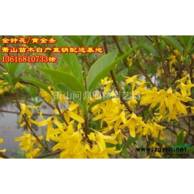 蕭山花灌木一站式供應商:美人蕉/花葉絡石/桃葉珊瑚/天目瓊花