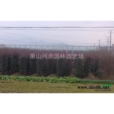 蕭山苗木一站式集成供應商：花葉菖蒲/西伯利亞鳶尾/大花金雞菊