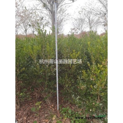蕭山直供青珊瑚/法國冬青/珊瑚綠籬/花葉絡石/慈孝竹/睡蓮/